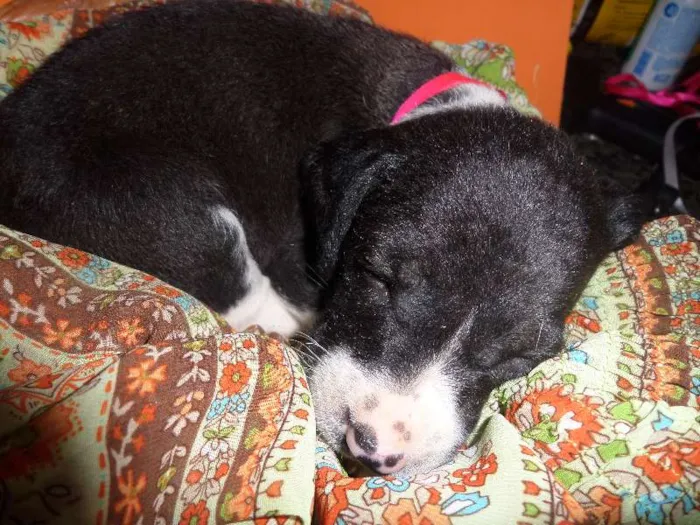 Cachorro ra a SRD idade Abaixo de 2 meses nome sem nome