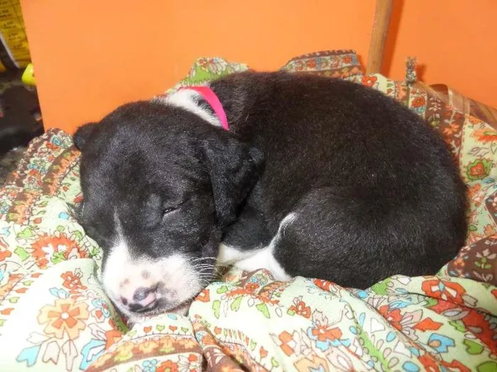 Cachorro ra a SRD idade Abaixo de 2 meses nome sem nome