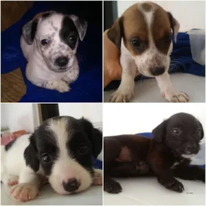 Cachorro raça Indefinida idade Abaixo de 2 meses nome filhotes