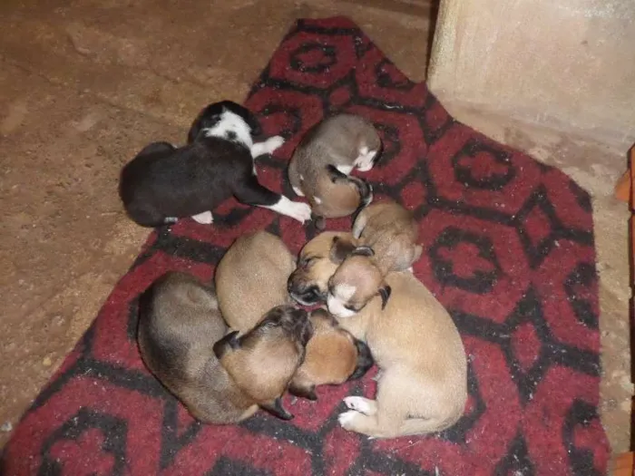 Cachorro ra a SRD idade Abaixo de 2 meses nome sem nome