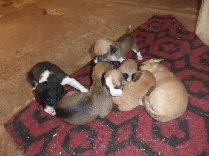 Cachorro ra a SRD idade Abaixo de 2 meses nome sem nome