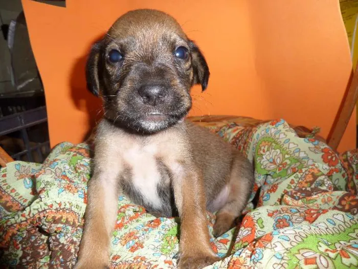 Cachorro ra a SRD idade Abaixo de 2 meses nome sem nome