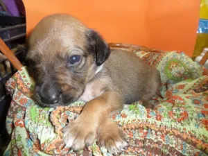 Cachorro raça SRD idade Abaixo de 2 meses nome sem nome