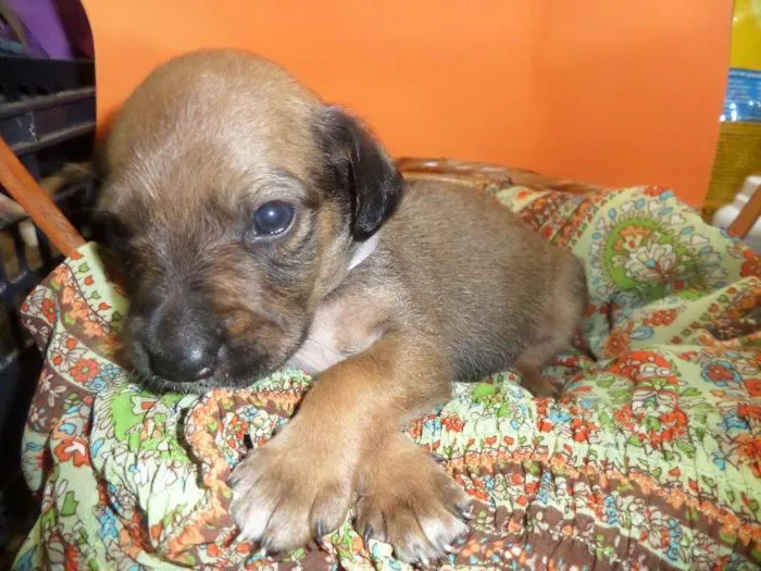 Cachorro ra a SRD idade Abaixo de 2 meses nome sem nome