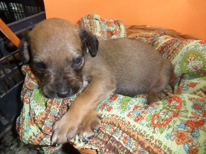 Cachorro ra a SRD idade Abaixo de 2 meses nome sem nome