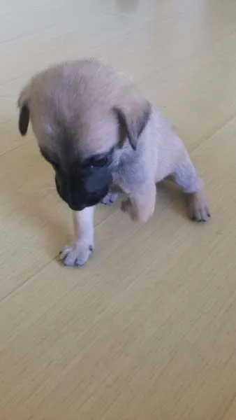 Cachorro ra a SRD idade Abaixo de 2 meses nome GANCHO