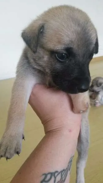 Cachorro ra a SRD idade Abaixo de 2 meses nome GANCHO