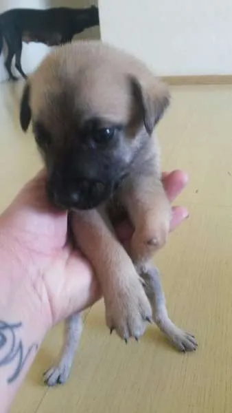 Cachorro ra a SRD idade Abaixo de 2 meses nome GANCHO