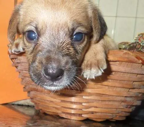 Cachorro ra a SRD idade Abaixo de 2 meses nome sem nome