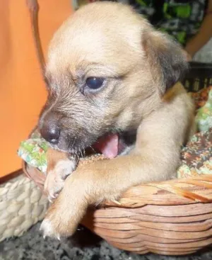 Cachorro raça SRD idade Abaixo de 2 meses nome sem nome