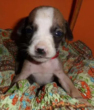Cachorro raça SRD idade Abaixo de 2 meses nome sem nome