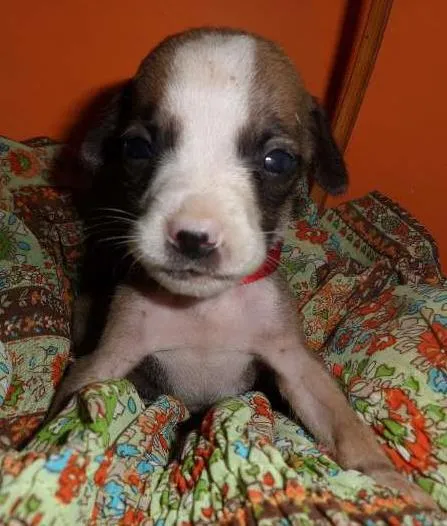Cachorro ra a SRD idade Abaixo de 2 meses nome sem nome