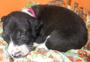 Cachorro raça SRD idade Abaixo de 2 meses nome sem nome