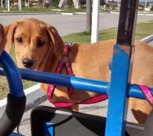 Cachorro raça vira-  latas idade 1 ano nome Marley/ Lana