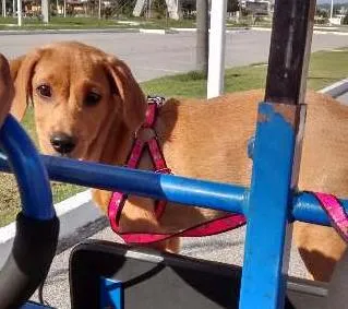 Cachorro ra a vira-  latas idade 1 ano nome Marley/ Lana
