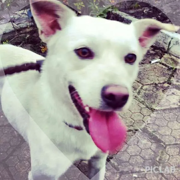 Cachorro ra a vira-  latas idade 1 ano nome Marley/ Lana