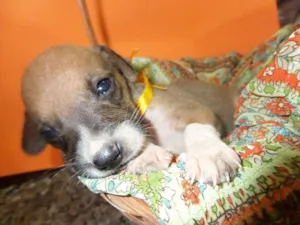 Cachorro raça SRD idade Abaixo de 2 meses nome sem nome