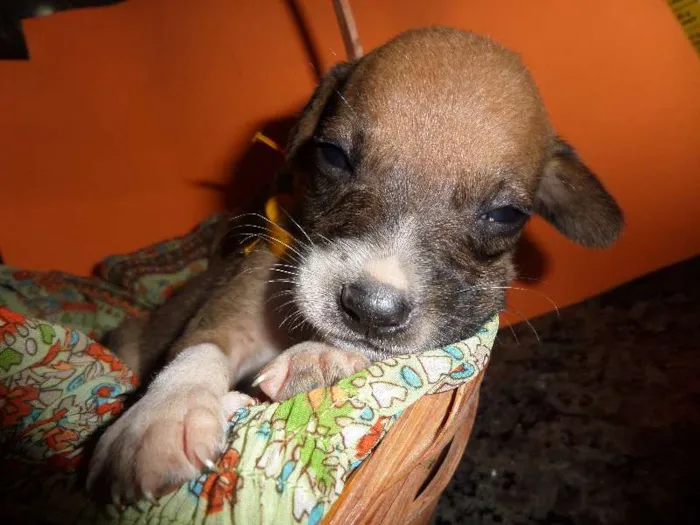 Cachorro ra a SRD idade Abaixo de 2 meses nome sem nome