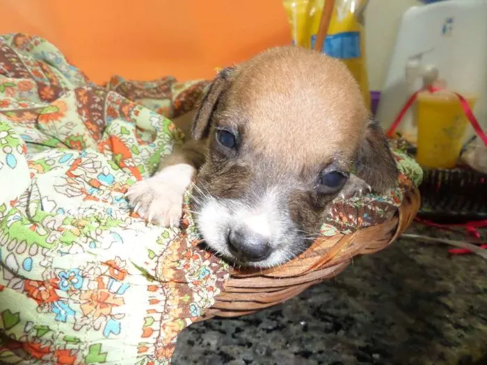Cachorro ra a SRD idade Abaixo de 2 meses nome sem nome