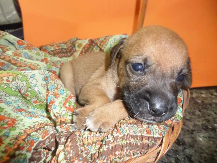 Cachorro ra a SRD idade Abaixo de 2 meses nome sem nome