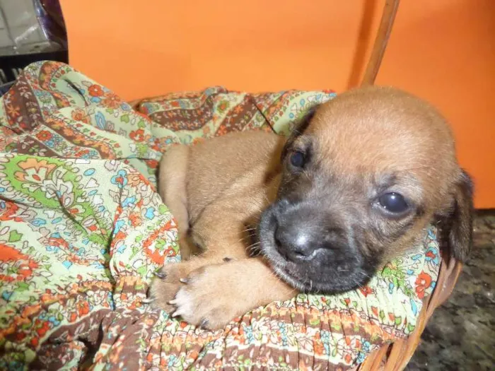 Cachorro ra a SRD idade Abaixo de 2 meses nome sem nome