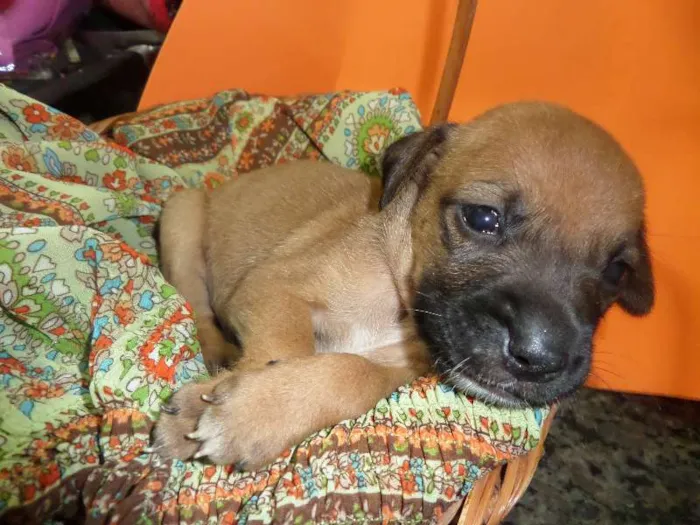 Cachorro ra a SRD idade Abaixo de 2 meses nome sem nome