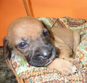 Cachorro raça SRD idade Abaixo de 2 meses nome sem nome