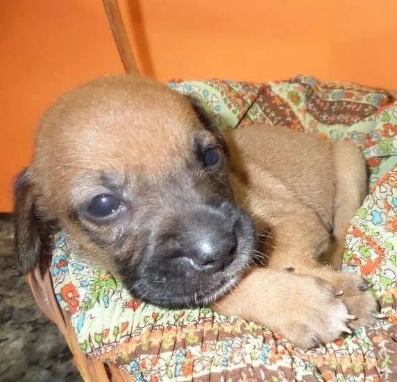 Cachorro ra a SRD idade Abaixo de 2 meses nome sem nome
