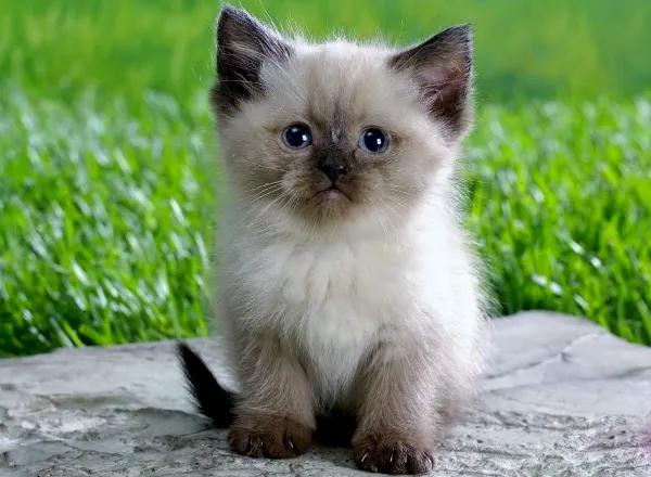 Gato ra a Siamês idade 2 a 6 meses nome não tem