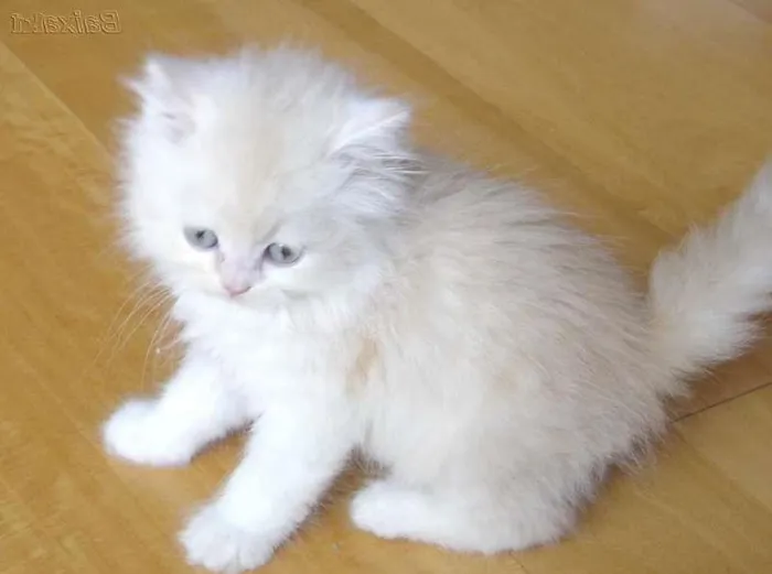 Gato ra a Siamês idade 2 a 6 meses nome não tem