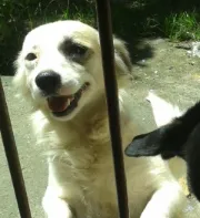 Cachorro raça Vira-Lata idade 5 anos nome Charlote