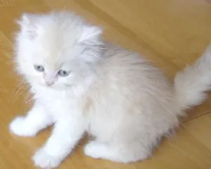 Gato raça Siamês idade 2 a 6 meses nome não tem