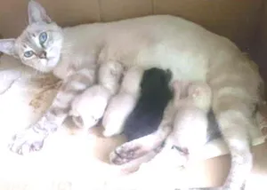 Gato raça  idade 1 ano nome rosa
