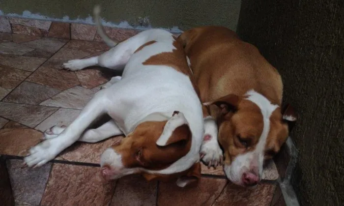 Cachorro ra a Não definida idade 2 anos nome Maila