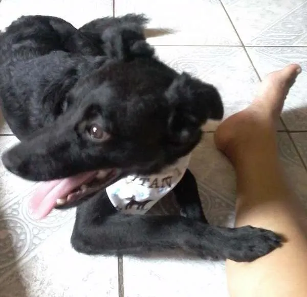 Cachorro ra a SRD idade 7 a 11 meses nome Titan