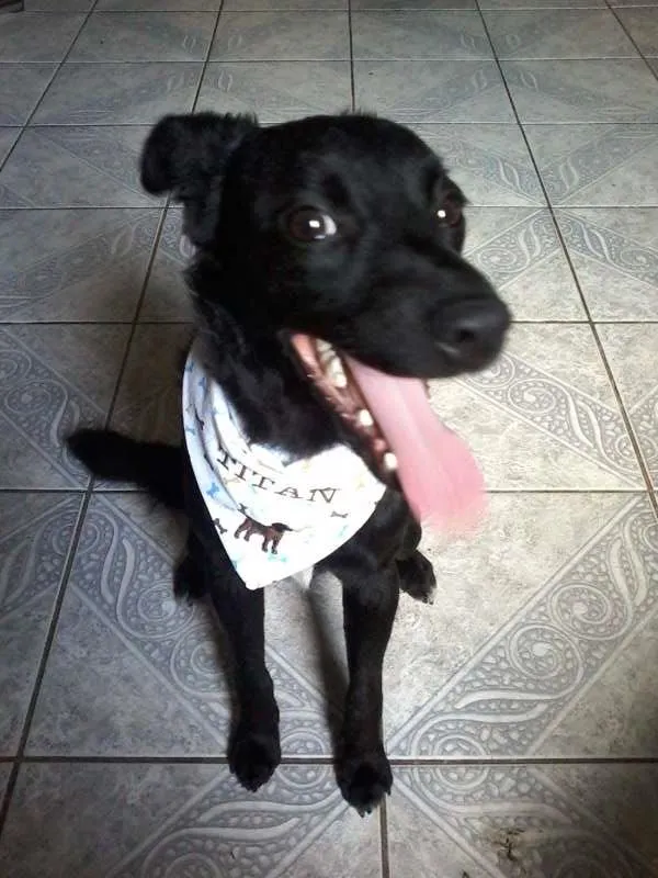 Cachorro ra a SRD idade 7 a 11 meses nome Titan