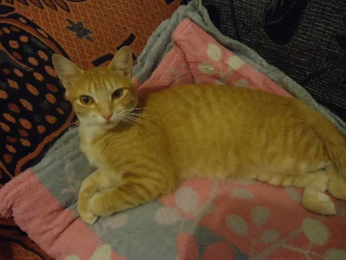 Gato ra a Siamês idade 2 a 6 meses nome meninos e meninas