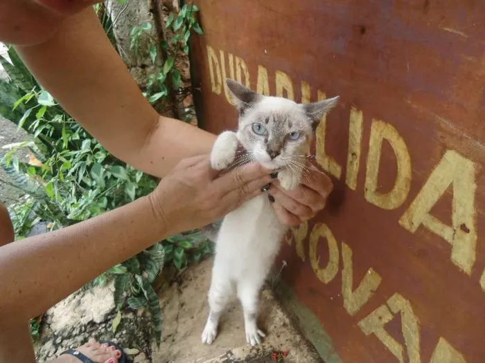 Gato ra a Siamês idade 2 a 6 meses nome meninos e meninas