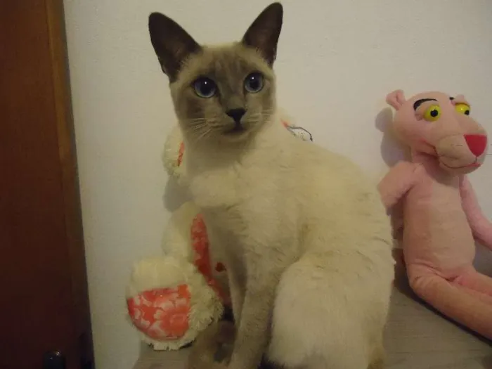 Gato ra a Siamês idade 2 a 6 meses nome meninos e meninas