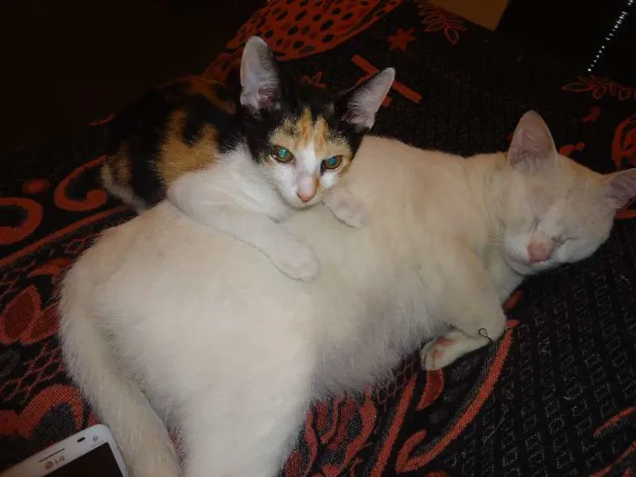 Gato ra a Siamês idade 2 a 6 meses nome meninos e meninas