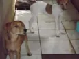 MEL E LECA