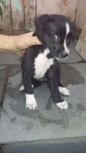 Cachorro raça SRD idade Abaixo de 2 meses nome NÃO TEM NOME AINDA