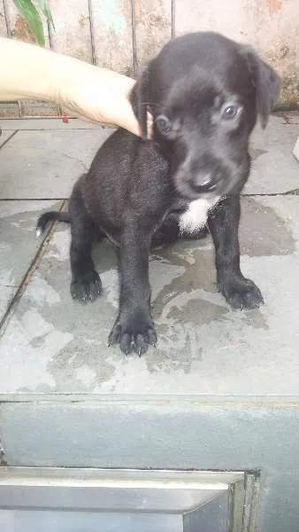 Cachorro raça SRD idade Abaixo de 2 meses nome NÃO TEM NOME AINDA