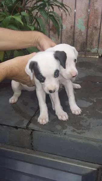 Cachorro raça SRD idade Abaixo de 2 meses nome NÃO TEM NOME AINDA
