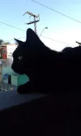Salem
