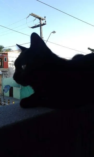 Gato ra a Ruim idade 2 anos nome Salem