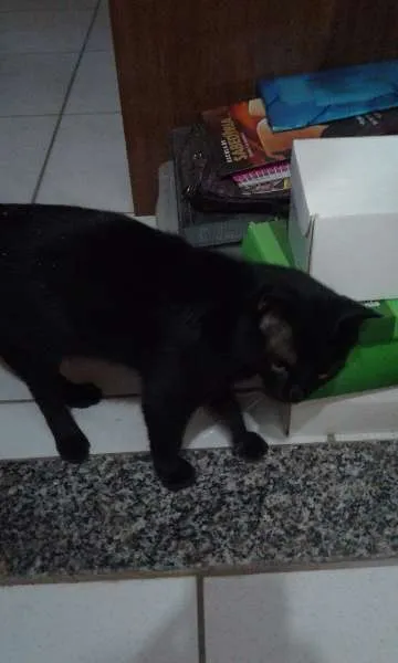 Gato ra a Ruim idade 2 anos nome Salem