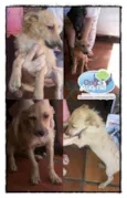 Budy !!!