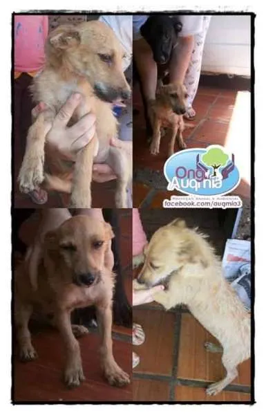 Cachorro ra a SRD idade 7 a 11 meses nome Budy !!!