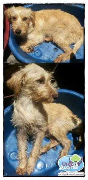 Cachorro ra a SRD idade 7 a 11 meses nome Rudy !!!